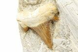 Fossil Mosasaur (Platecarpus) Jaw Section with Teeth - Morocco #345265-7